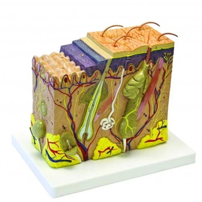 Vision Scientific VAK425 Human Skin Model