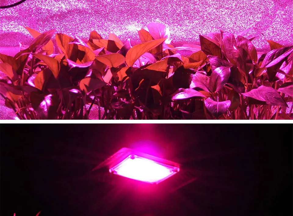 AC 110V 220V LED COB Lamp Chip 20W 30W 50W 100W 150W Full Spectrum LED Plant Grow Light Driverless Smart IC DIY LED Floodlights (21)