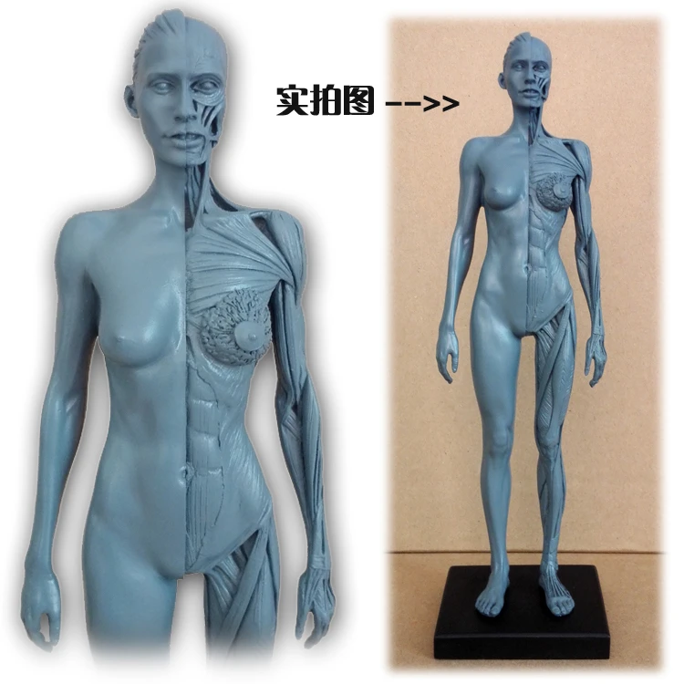 30cm Human Female Model Anatomy Skull Head Muscle Bone Medical Artist Drawing Skeleton For Sale Skeleton Drawing Skeleton Medicalskeleton Head Drawings Aliexpress