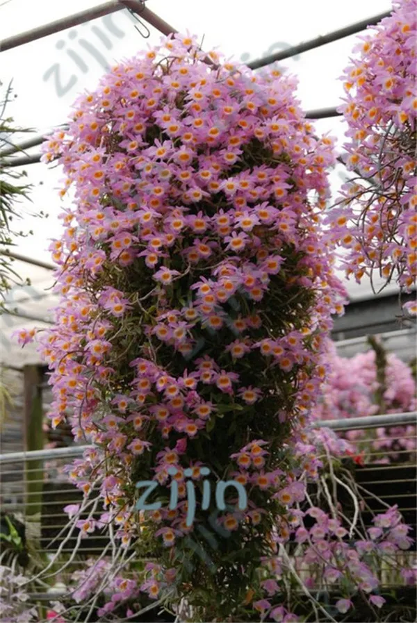 

200Pcs Dendrobium bonsai plants Potted Flower bonsai Variety Complete The Budding Rate 95% Mixed Colors Free Shipping