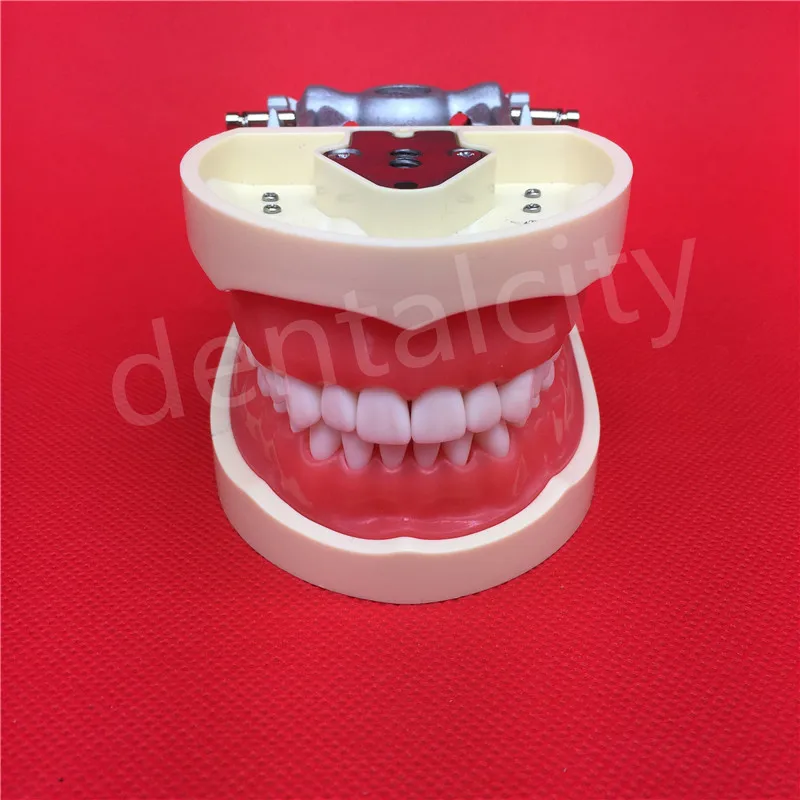 Free Shipping Teeth Teaching Model Dental Soft gingiva 200H Type Removable Teeth Model Free Shipping Teeth Teaching Model Dental Soft gingiva 200H Type Removable Teeth Model
