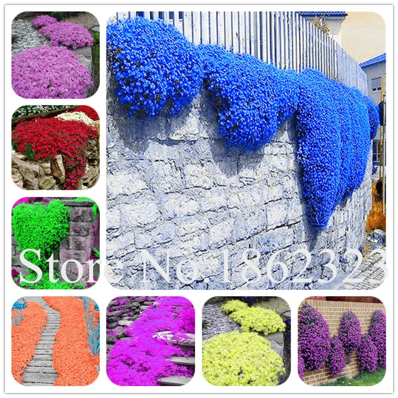 200Pcs/Bag Creeping Thyme bonsai, Rare Color ROCK CRESS plants - Perennial Ground Cover Flower Natural Growth For Home Garden