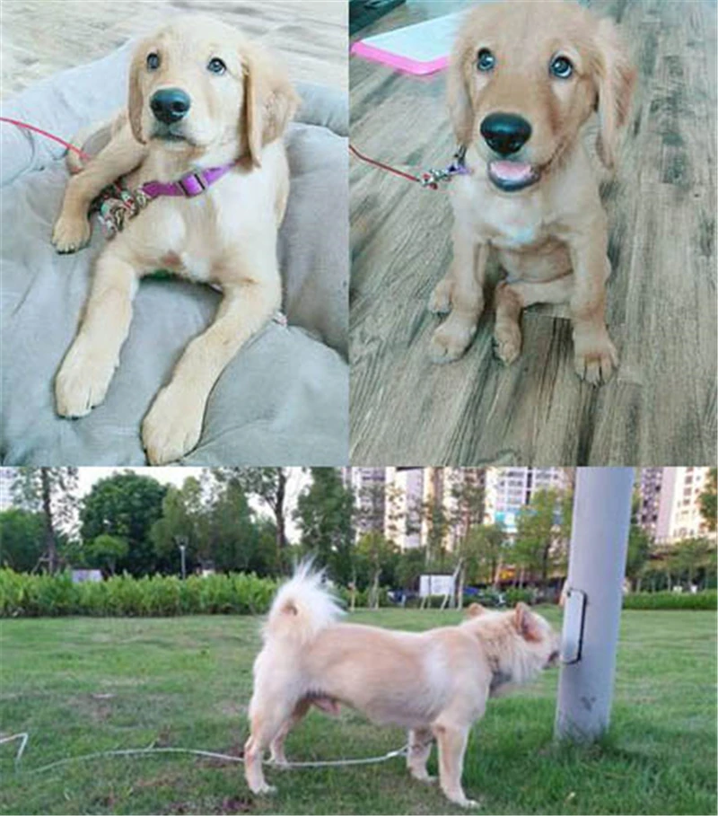 Steel Wire Anti-bite Double-headed Dog Traction Rope Pet Lead Leash Dual No-Tangle Pet Leash Walking Dogs Training1