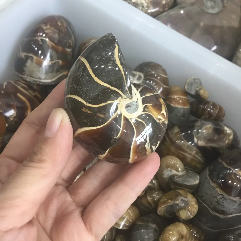 Природный полированный nautilus Snail Fossil Conch Ammonite Fossil для украшения
