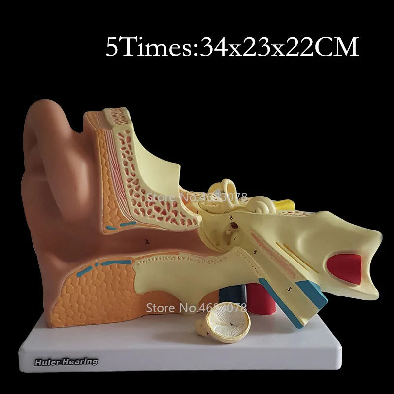 5 раз человеческого уха анатомическая модель показывая органы структура центральных и внешних ушей Медицинские Учебные принадлежности