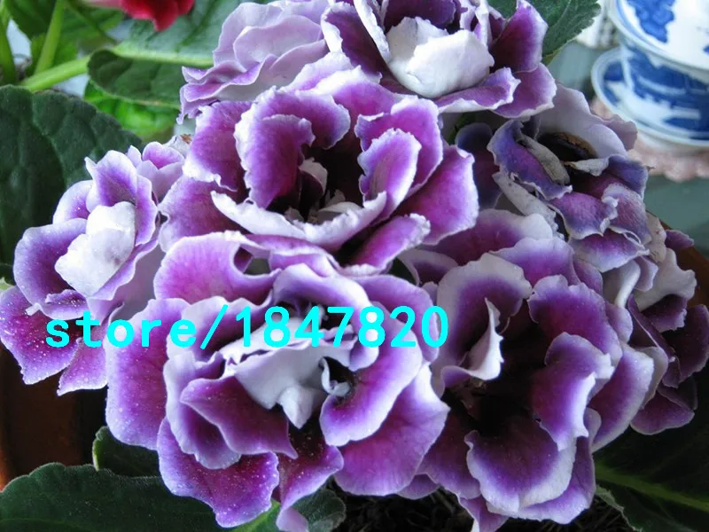 HTB1qRTWIFXXXXc8XVXXq6xXFXXXW