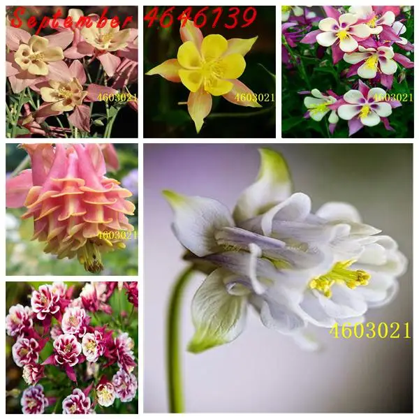 

100 pcs Aquilegia Bonsai European Columbine Plant- Aquilegia Vulgaris Rare Bonsai Flower Planta Multi Color Aquilegia Flower