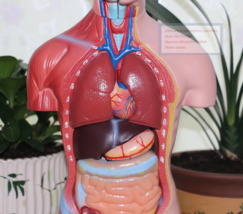 ISO 42 см мужской торс 13 Запчасти, мужской Органы анатомическая модель 13 Запчасти, анатомия мужской модель туловища