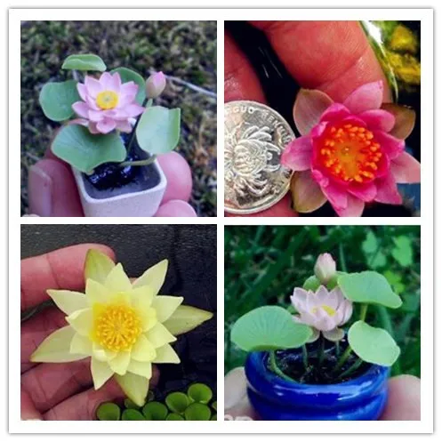 

Hot selling 100 pieces Mix Mini Perennial Flowers bonsai Many colors lotus plant Teach you plant the Lotus, Water Lily plant