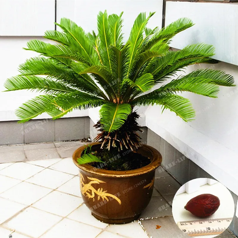 

1 Pcs/bag Blue Cycas Bonsai, Sago Palm Tree Plant,Cycas Tree Bonsai,the Budding Rate 97% Rare Potted Plant For Home Garden