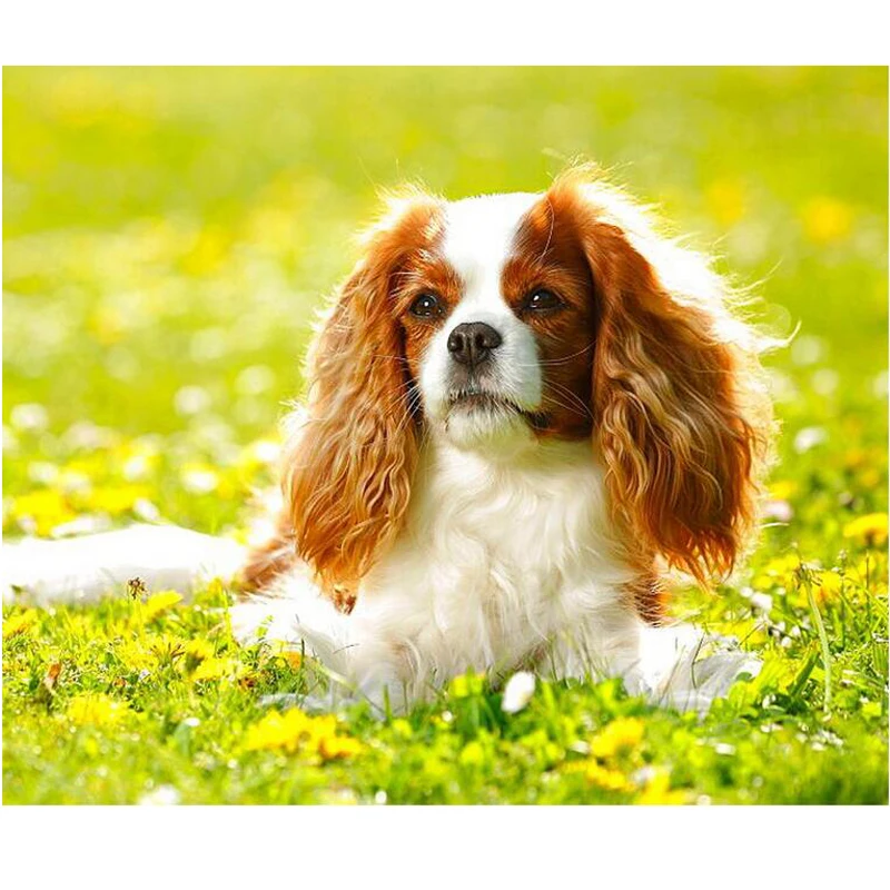 

Full square 5D Diy Mosaic Cavalier King Charles Spaniel Diamond Painting Cross Stitch Diamond Embroidery dog pet JS4218