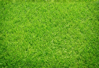

Spring Grass Printed Backdrops For Photo Studio Digital Printing Baby Background For Photography XT-3384