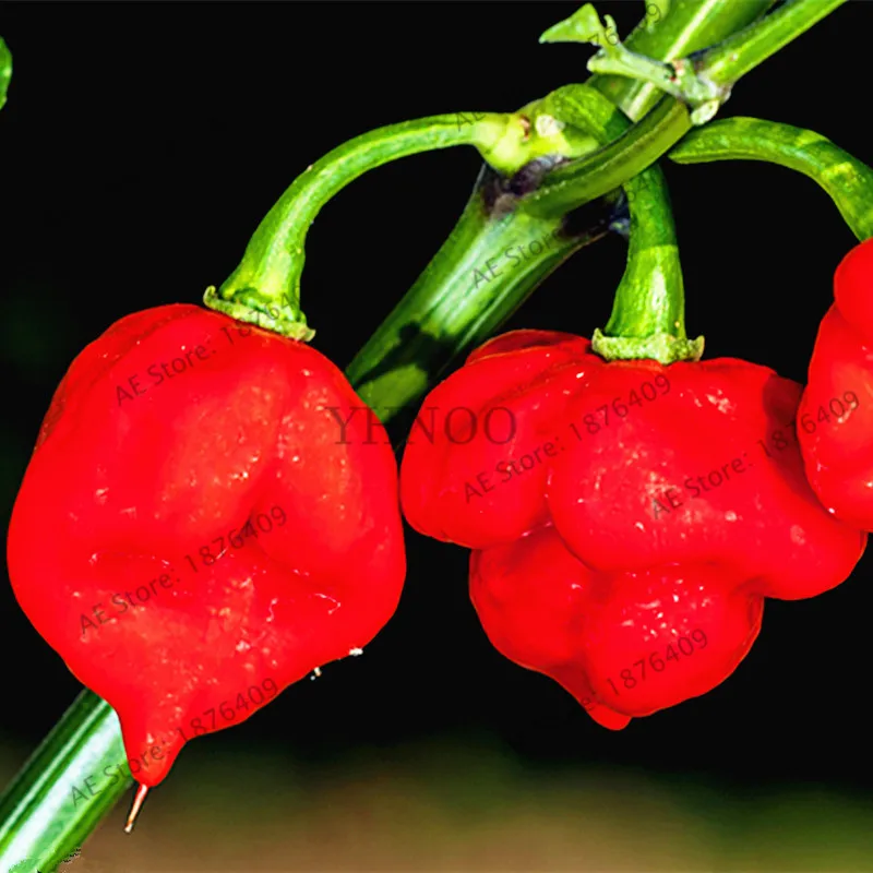 

100pcs/bag bonsai Scorpion Pepper plant,organic vegetable flores finger Capsicum annuum Garden Balcony vegetables bonsai