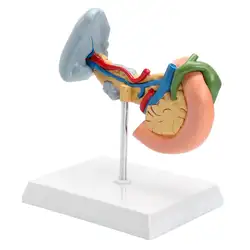 18*14*21 см желчный пузырь селезенка Анатомическая основа для моделирования системы медицинская Duodenal язва обучение медицине