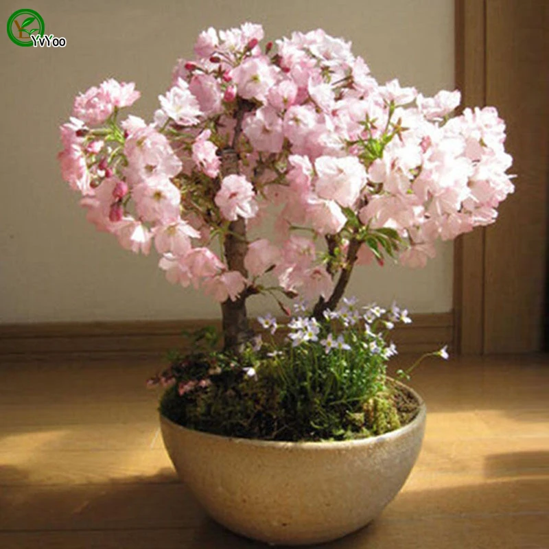 Cherry Blossoms Bonsai Flower Plant Diy Home Garden To 10 Particles Lot