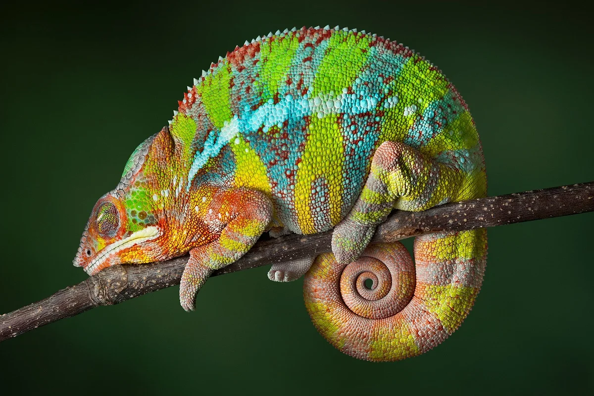 Chameleon Macro Reptile HDP0123 Art Print Poster A4 A3 A2 A1