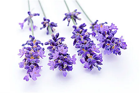 250 г Класс лаванды Сушеные цветок \ 10 Lavandula узколистный семян для масштабного