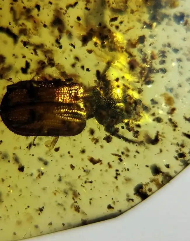 Rare Geotrupidae dung beetle burmite Untreated Myanmar Amber insect 100 million years ago lynx stone Cretaceous Dinosaur age Jewelry Findings