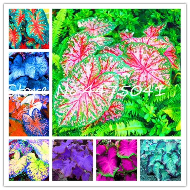 

150 Pcs Multiple Colour Thailand Caladium Bonsai Of Perennial Rainbow Flower Garden Potted Plant Caladium Diy Home Garden Plant