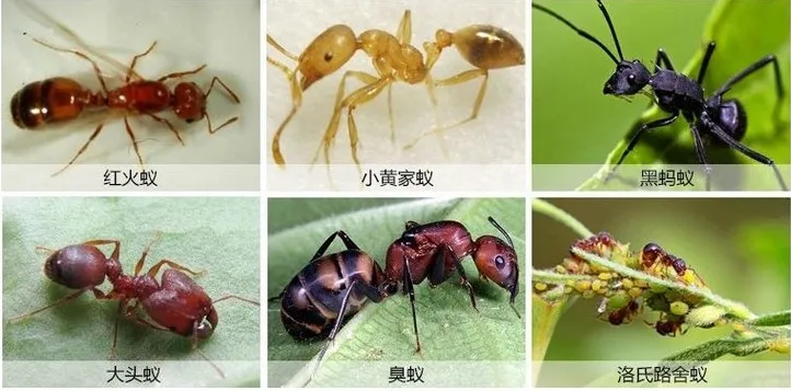 10 упаковок муравей порошок для приманок муравей убийца насекомых сеть приманки отвергать Ловца для борьбы с вредителями Mier Hormiga ловушка