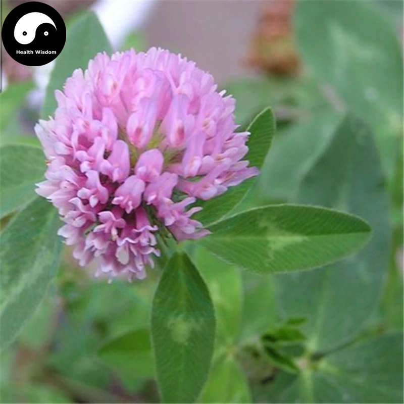 Купить Herba красный клевер Semente 400 шт завод Trifolium Pratense для Hong Che Zhou