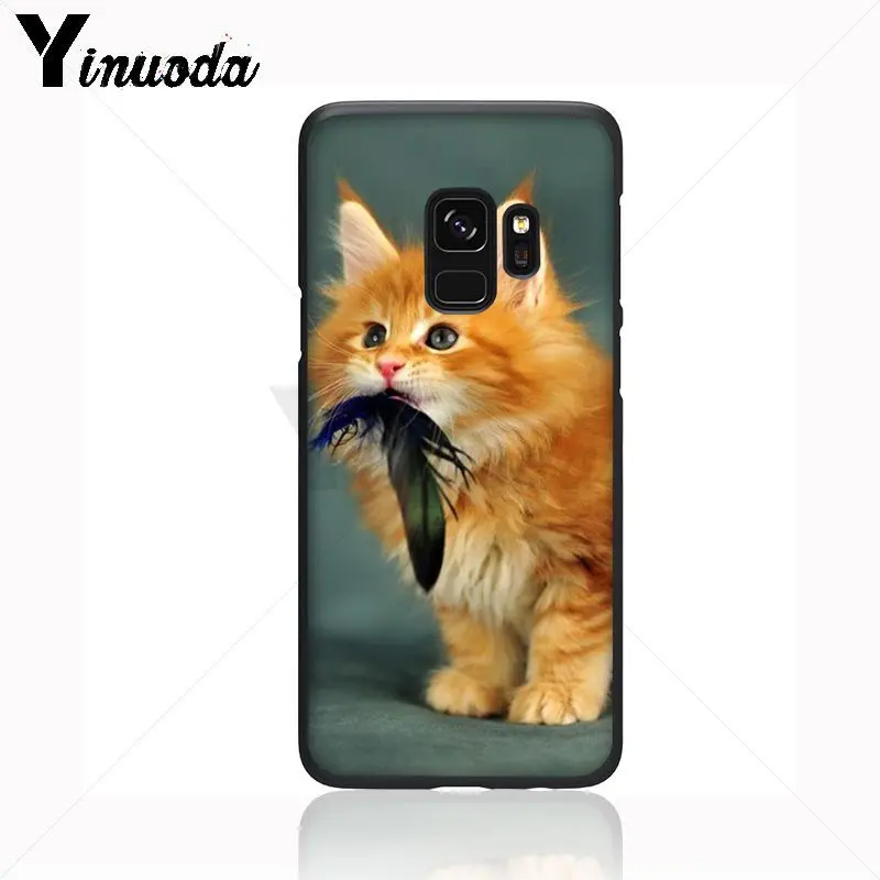pet maine coon cat