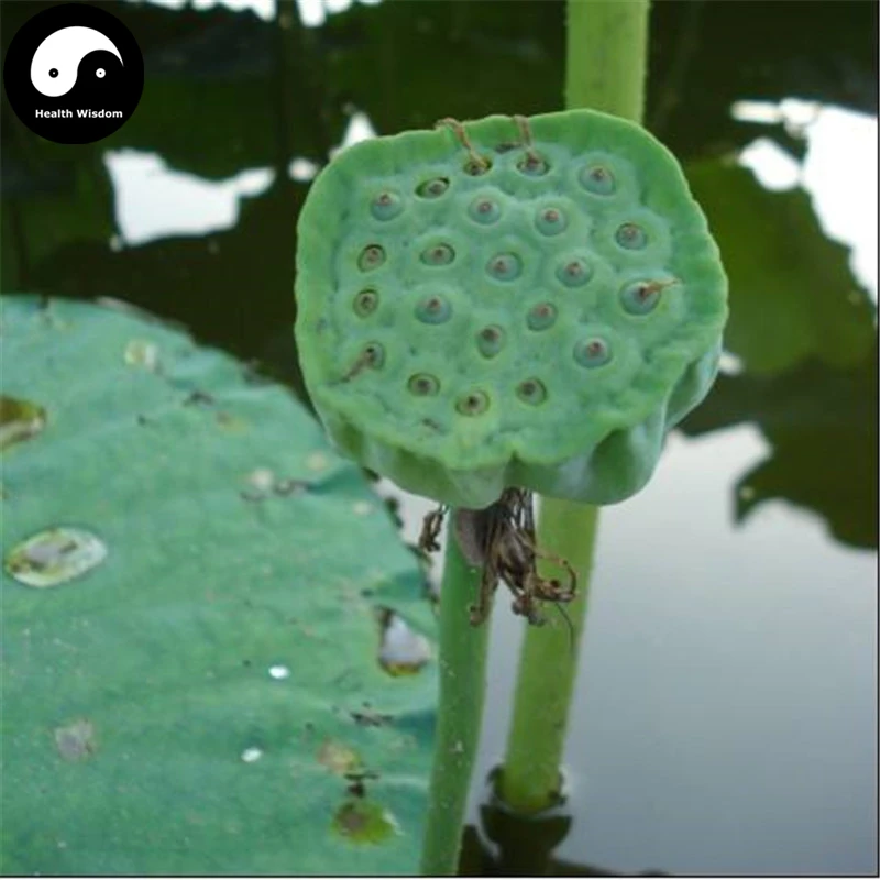 

Buy Fruit Lotus Semente 25pcs Water Plant Herb Nelumbo Nucifera For Food Lian Zi