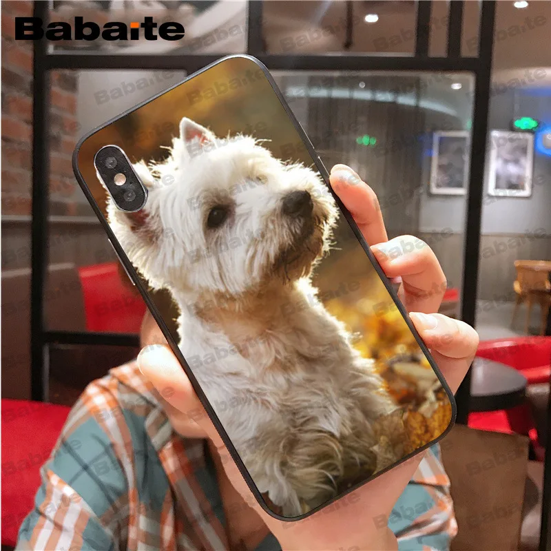 Westie dog