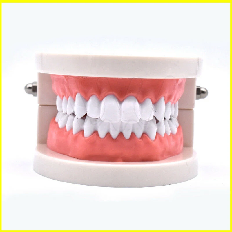 Dental-Study-Teaching-Teeth-Model-Caries-Tooth-Care-_57