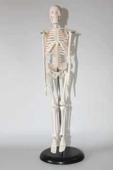 

Fexible 45cm Humans Skeleton Model Assembled Anatomy Skeleton Teaching Aid Skeleton Model Learning Resources Skeleton Model