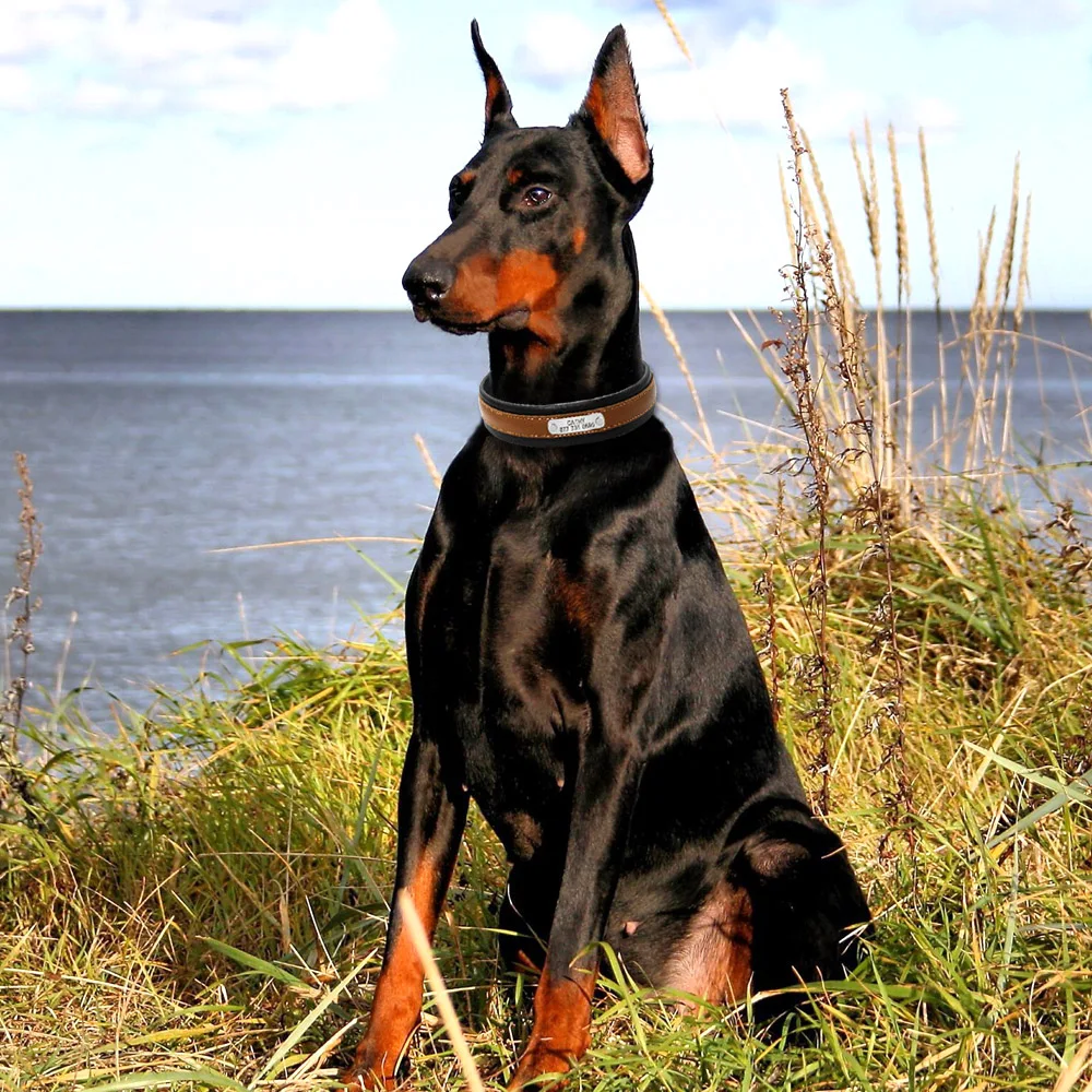 Собака доберман описание. Характер собаки доберман. Доберман породы собак характеристика. Собака доберман описание. Собака доберман описание.