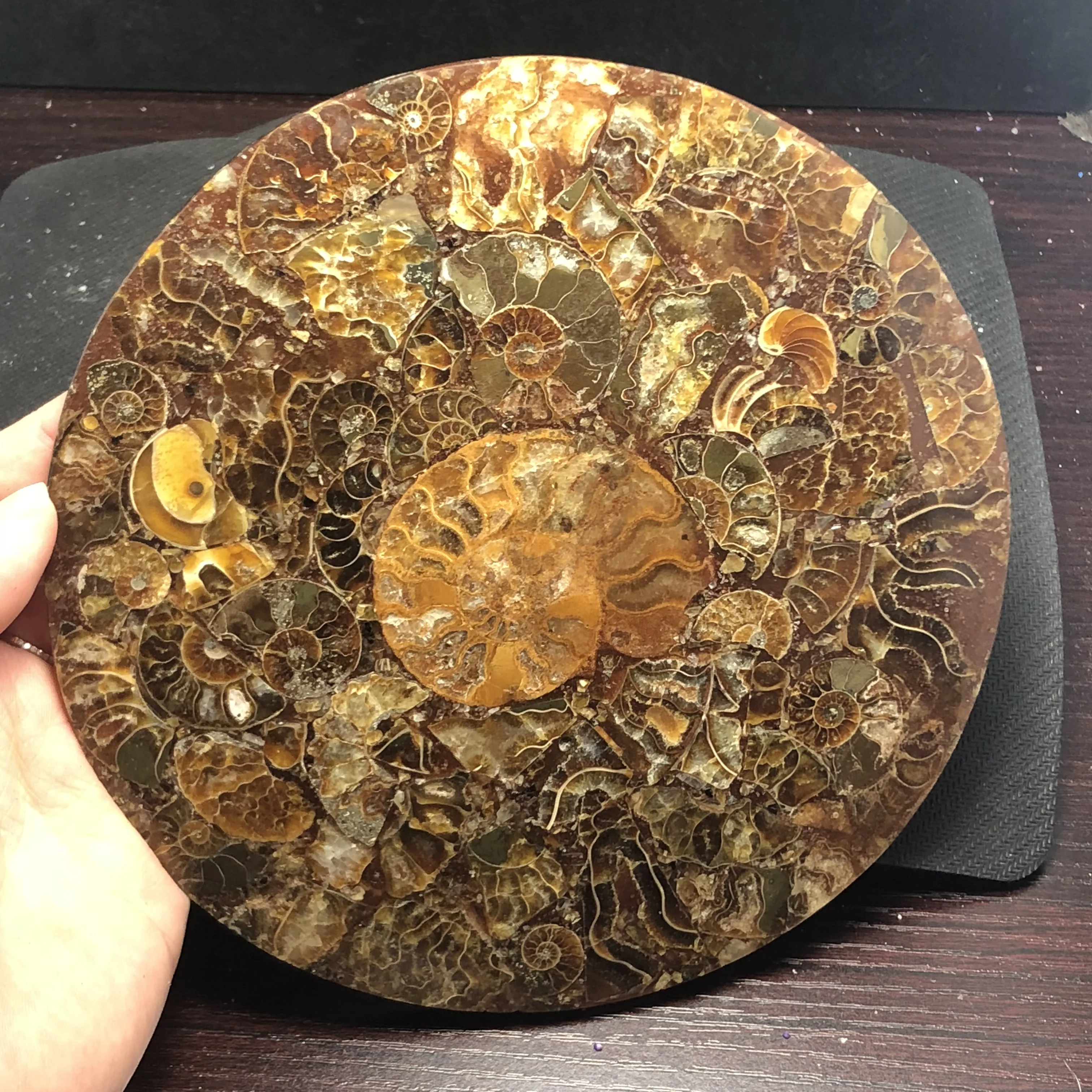 Natural ammonites fossils sectioned plates crystal jade Marine shells Madagascar mineral samples