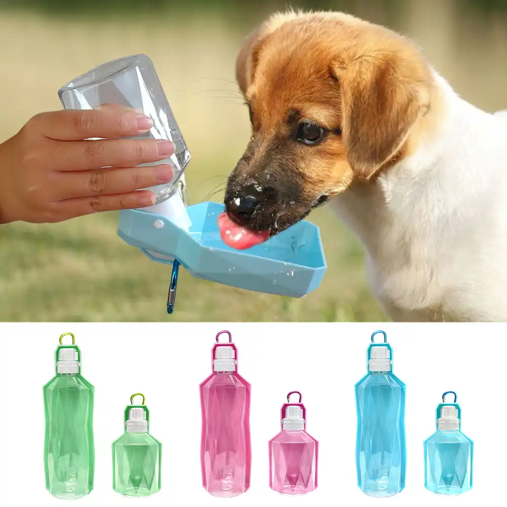 dog drinking bottled water dispenser