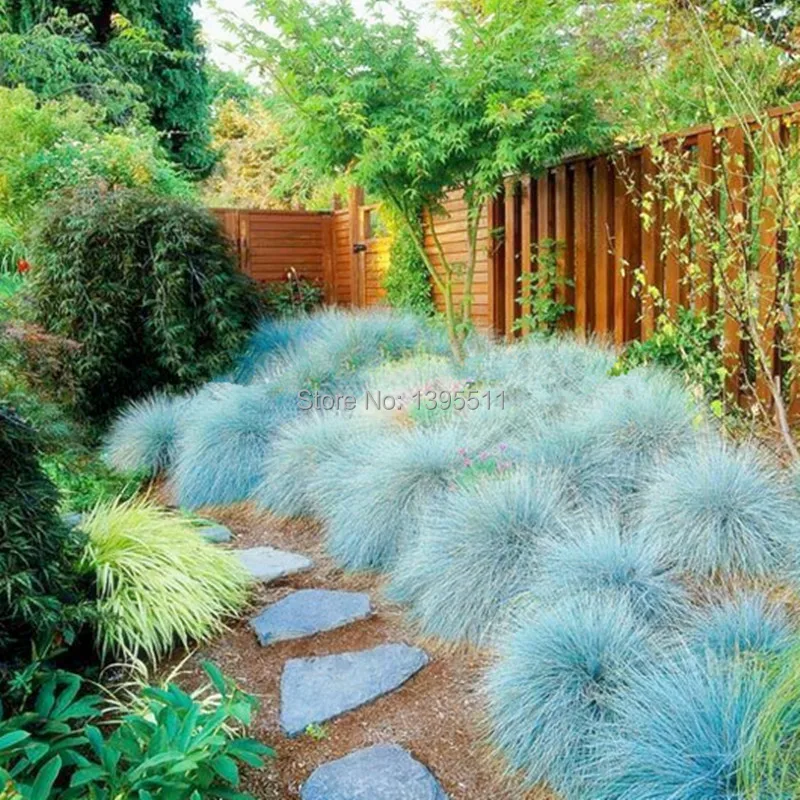 Image now 100pcs Blue Fescue Grass Seeds   (Festuca glauca) perennial hardy ornamental beautiful grass seeds for flower pot planters