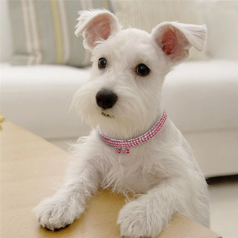 pet necklace for dogs (6)