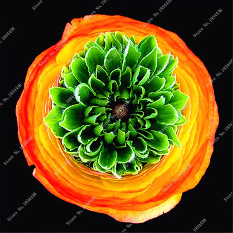 

1pcs Cheap Ranunculus Flower Bulbs Perennials Garden ,Flowers Rare Bulbos,(not Ranunculus Sementes De Flores Raras) Bonsai Sale