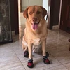 Zapatos deportivos para perros grandes, Botas de lluvia para mascotas, botas antideslizantes para cachorros, zapatillas para correr, botas impermeables, accesorios para mascotas 38S1 ► Foto 3/6