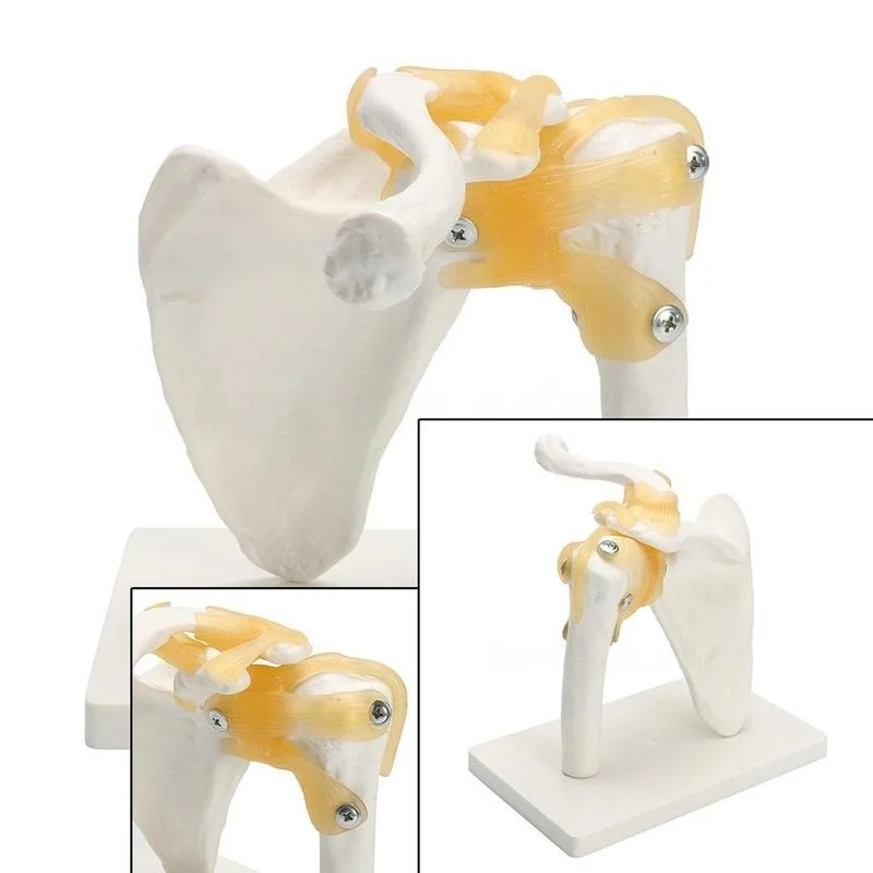 Жизнь Размеры мастер человеческий анатомический Скелет гибкий анатомические плечевые кости в суставах, мышцах модель