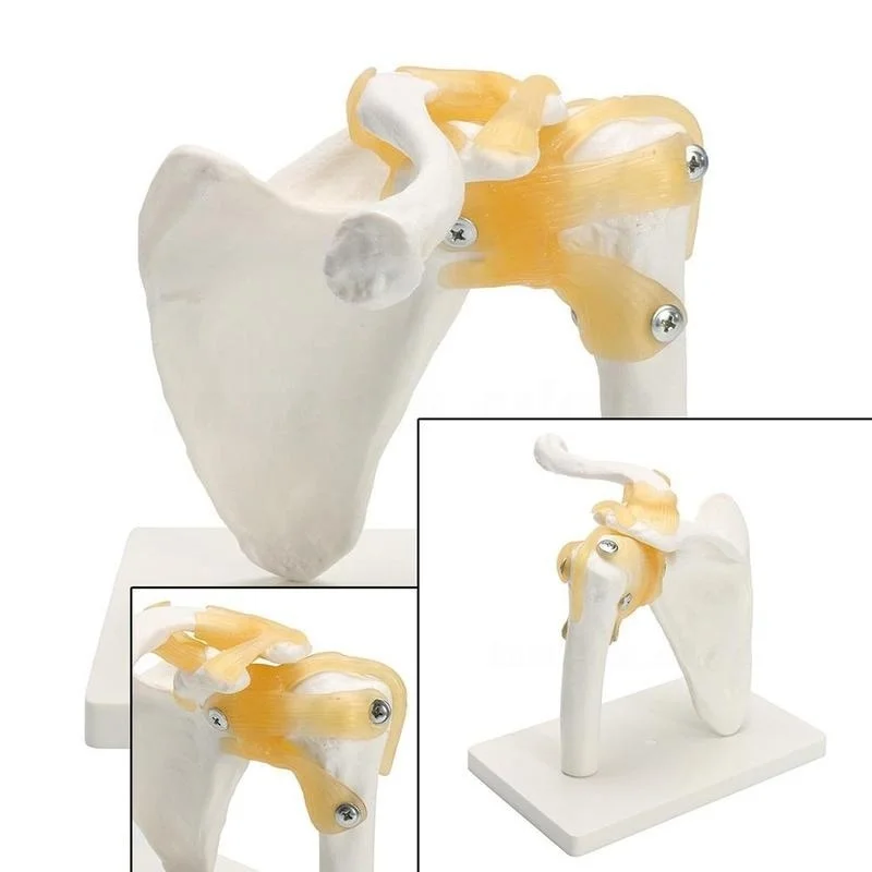 Skup Rozmiar życia mistrz anatomia człowieka szkielet elastyczny anatomiczny Model stawu mięśniowego kości barkowej