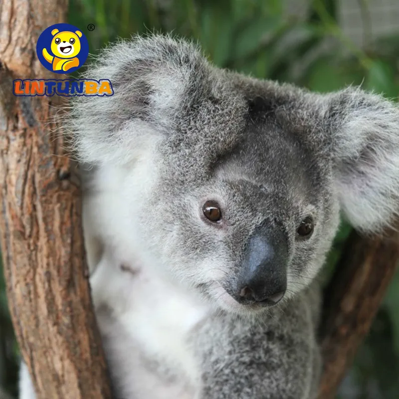 koala bear toy
