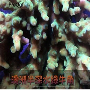 1 шт. набор Xenia sp Pachyclavularia sp - Цвет: 1 banshenshui