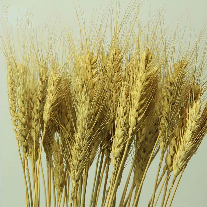 Image 50Pcs Bunch Natural Wheat Dried Flowers Bouquet Decorative Flower For Wedding Home Decorations Flower Arrangement Accessories