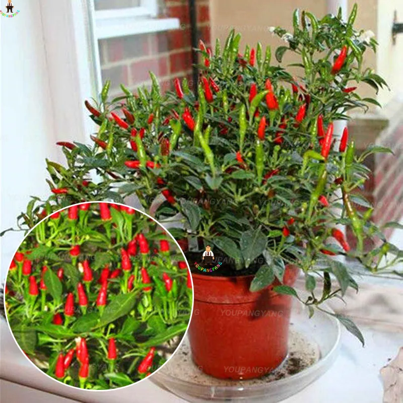 

200Pcs Chili bonsai Brazilian Hot Pepper plantas Bonsais Cambuci Capsicum Baccatum Organic Vegetables Outdoor Home Garden Plants