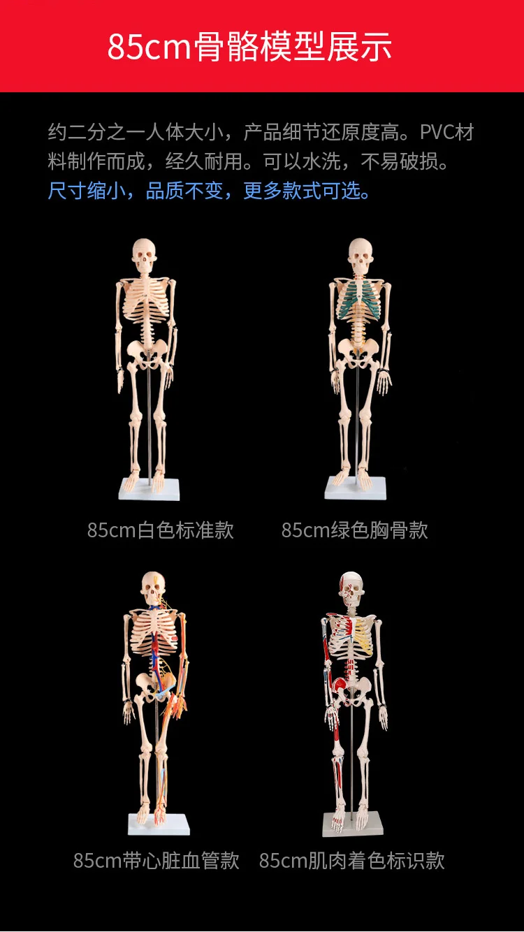 180 см съемная модель скелета человека с мышечной меткой и связкой модель скелета Имитация человеческого тела