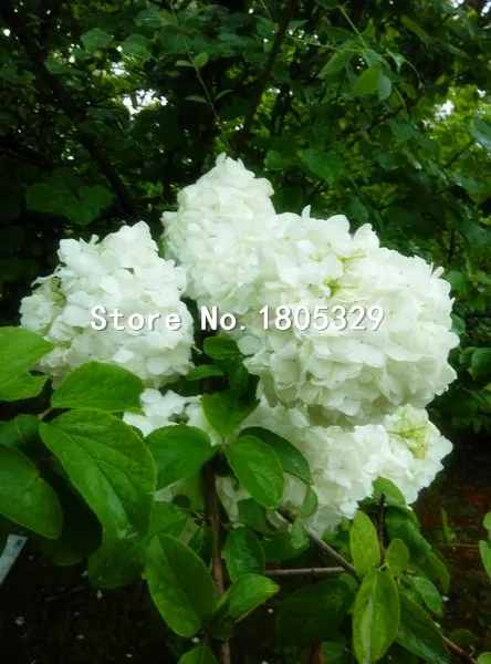 Por Order Flowers Australia Order Flowers Australia