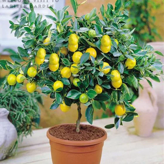 

50pcs Bonsai Lemon Tree bonsai High survival Rate Fruit Tree bonsais Plantas For Home Gatden Backyard Decoration Free Shipping