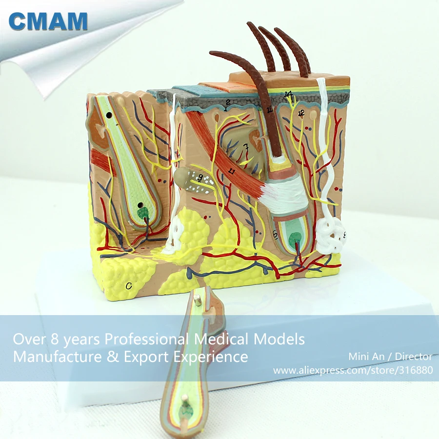 

12531 CMAM-SKIN02 Anatomical Human Skin Cross Section Block Model 35x, Medical Science Educational Teaching Anatomical Models