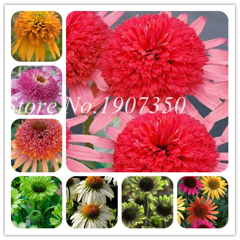 

50 Pcs/Bag Bonsai Echinacea Purpurea Mixed Color Rare Flower Perennial Chrysanthemum Bonsai Potted Plants Diy For Home & Garden