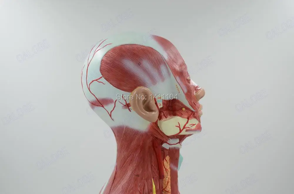И человеческая голова шеи и грудной мышцы анатомическая модель лицевой груди мышц, для обучения медицинской эстетической медицине