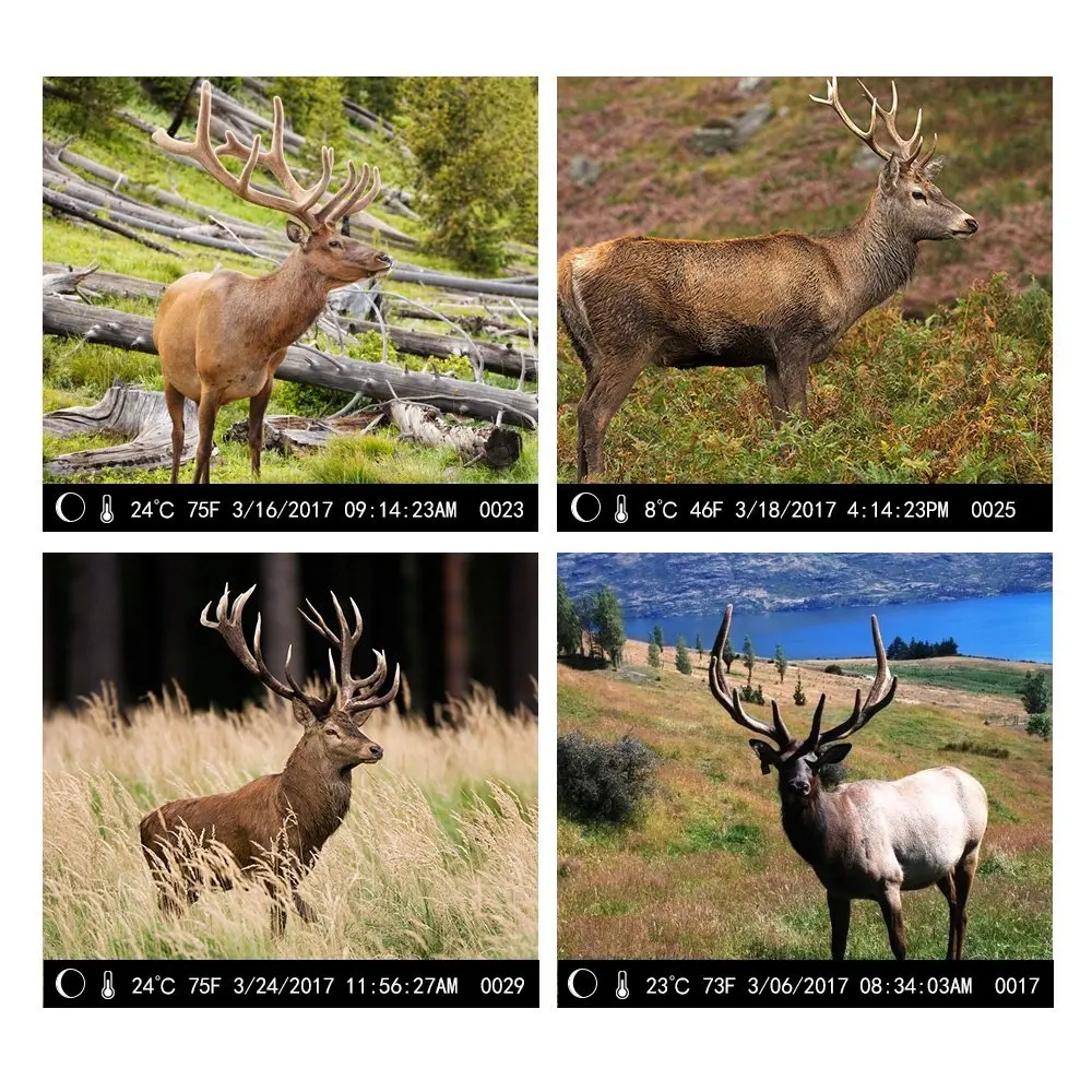Hunting camera home surveillance trap photo (13)